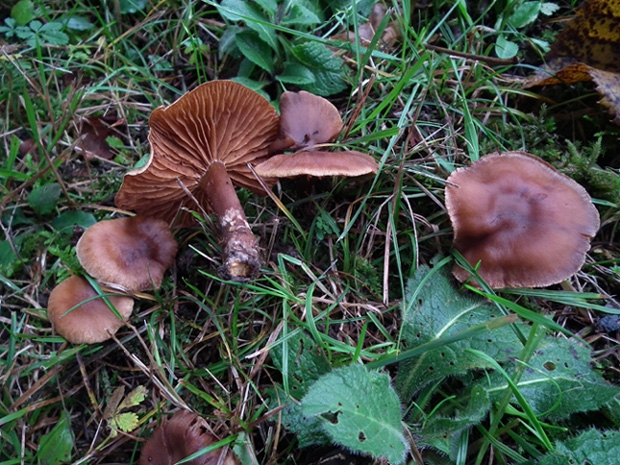 Cortinarius per micete